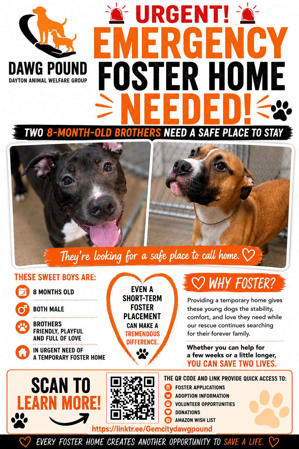 🆘 Immediate Need for Fosters 🆘